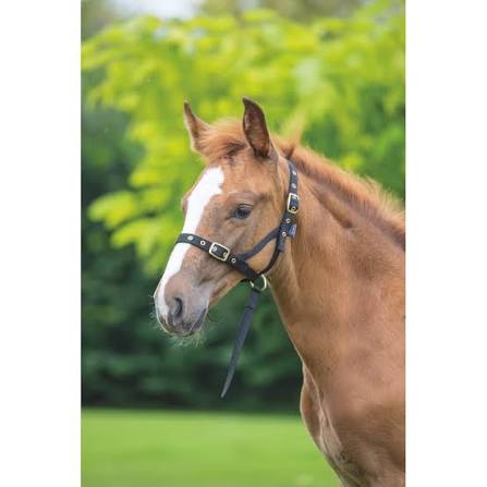 FOAL HEAD SLIP