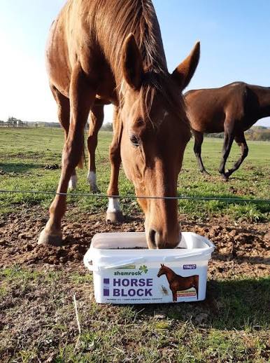 SHAMROCK HORSE BUCKET 13KG