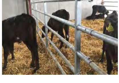 5 Bar Calf Gate 13-16ft by Condon Engineering