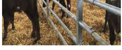 5 Bar Calf Gate Back 3-6ft by Condon Engineering