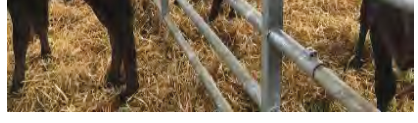 5 Bar Calf Gate Back 7-10ft by Condon Engineering