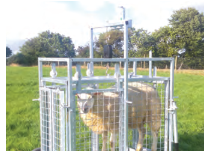 Lamb Weigh Crate (only) by Condon Engineering