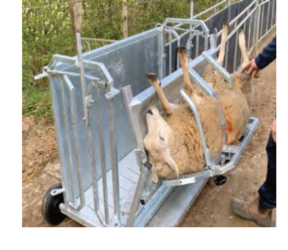 Sheep Turnover Crate by Condon Engineering